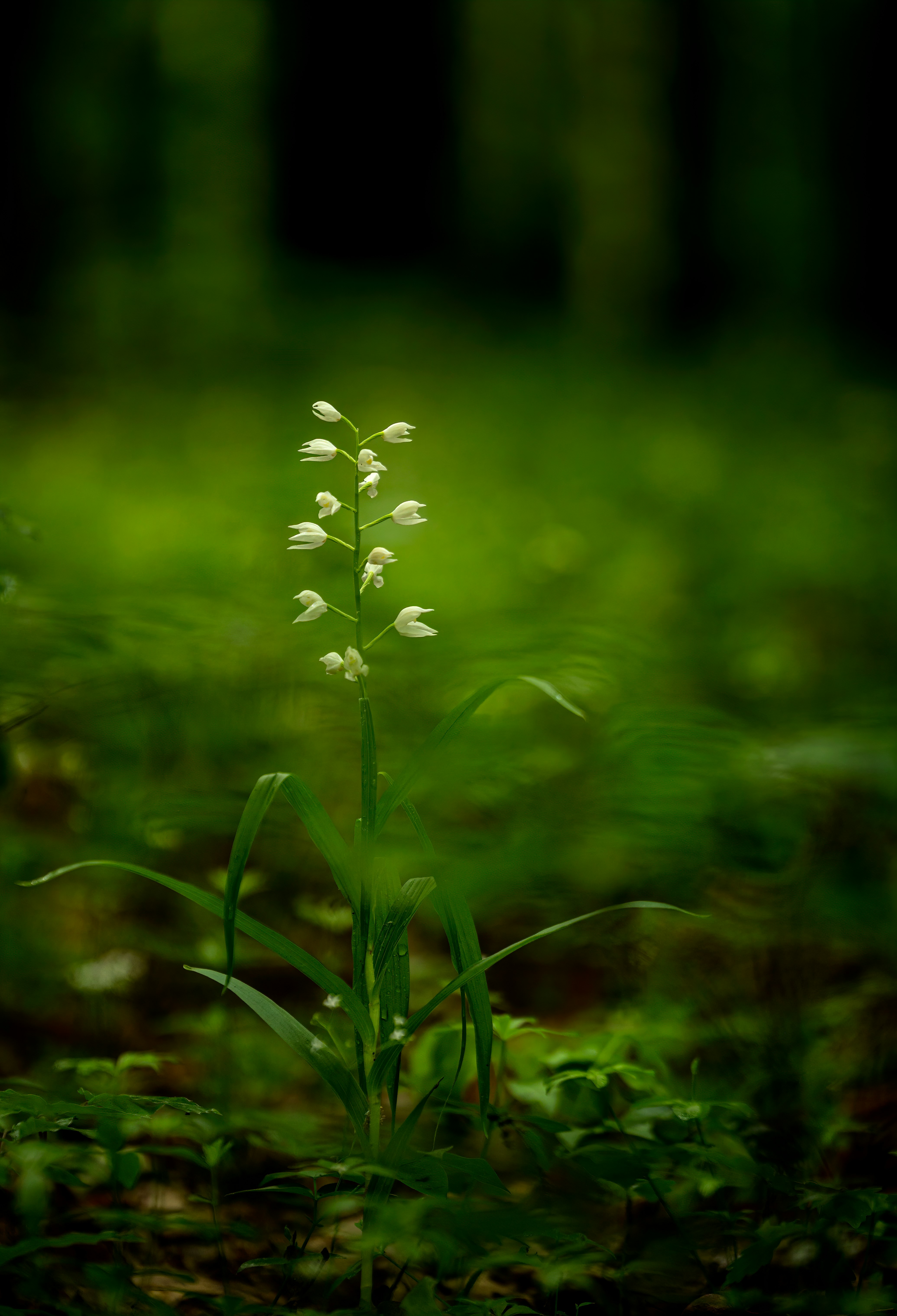 white flower with green leaves